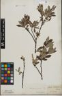 Foto von Salix lapponum L. x Salix silesiaca Willd.